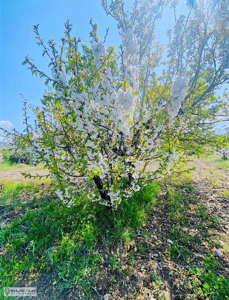 Emlak/tur'dan Manisa Turgutlu Yayla Mah Meyve Bahcesi
