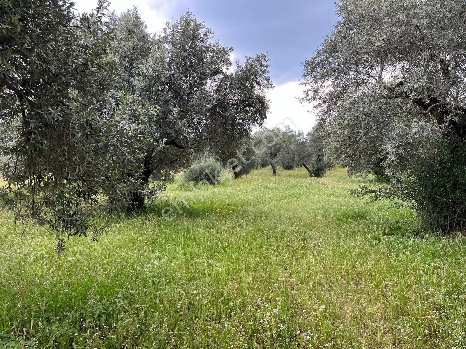 Köşk Yavuzköyde Satılık Zeytinlik