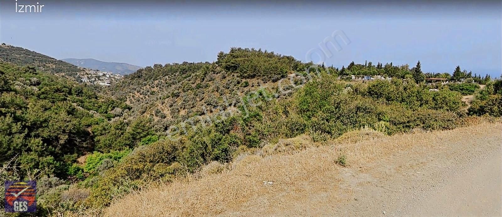 Ges Gayrimenkulden Merkeze Yakın Büyük Ölcekli Zeytinlik