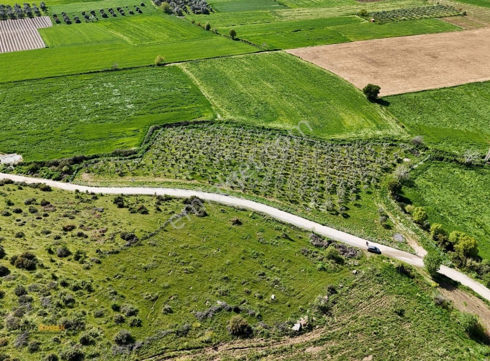 Yönter Emlaktan Kırtepe Köyünde 7.777 M² Zeytin Bahçesi - Görsel 7