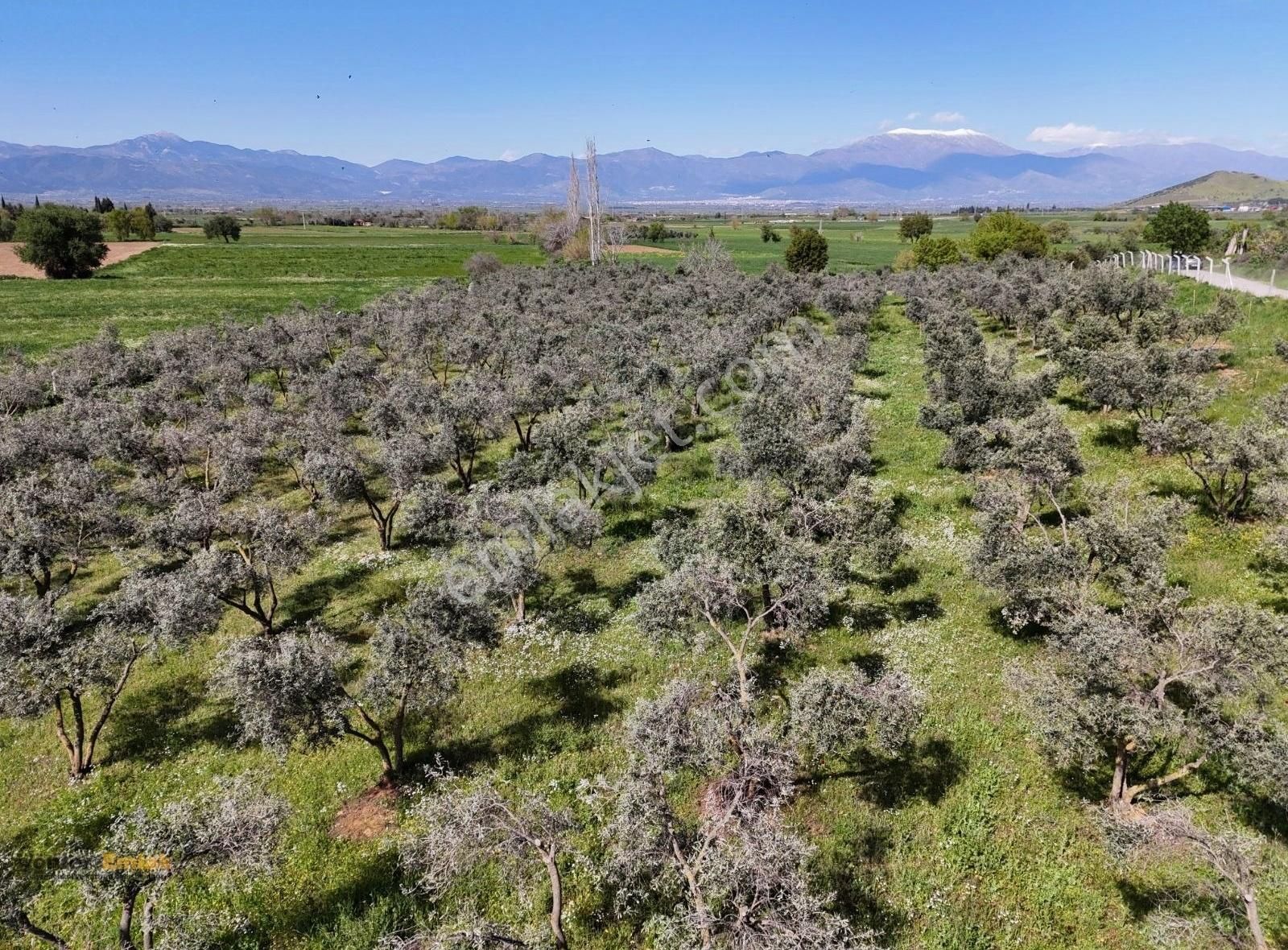 Yönter Emlaktan Kırtepe Köyünde 7.777 M² Zeytin Bahçesi - Görsel 6