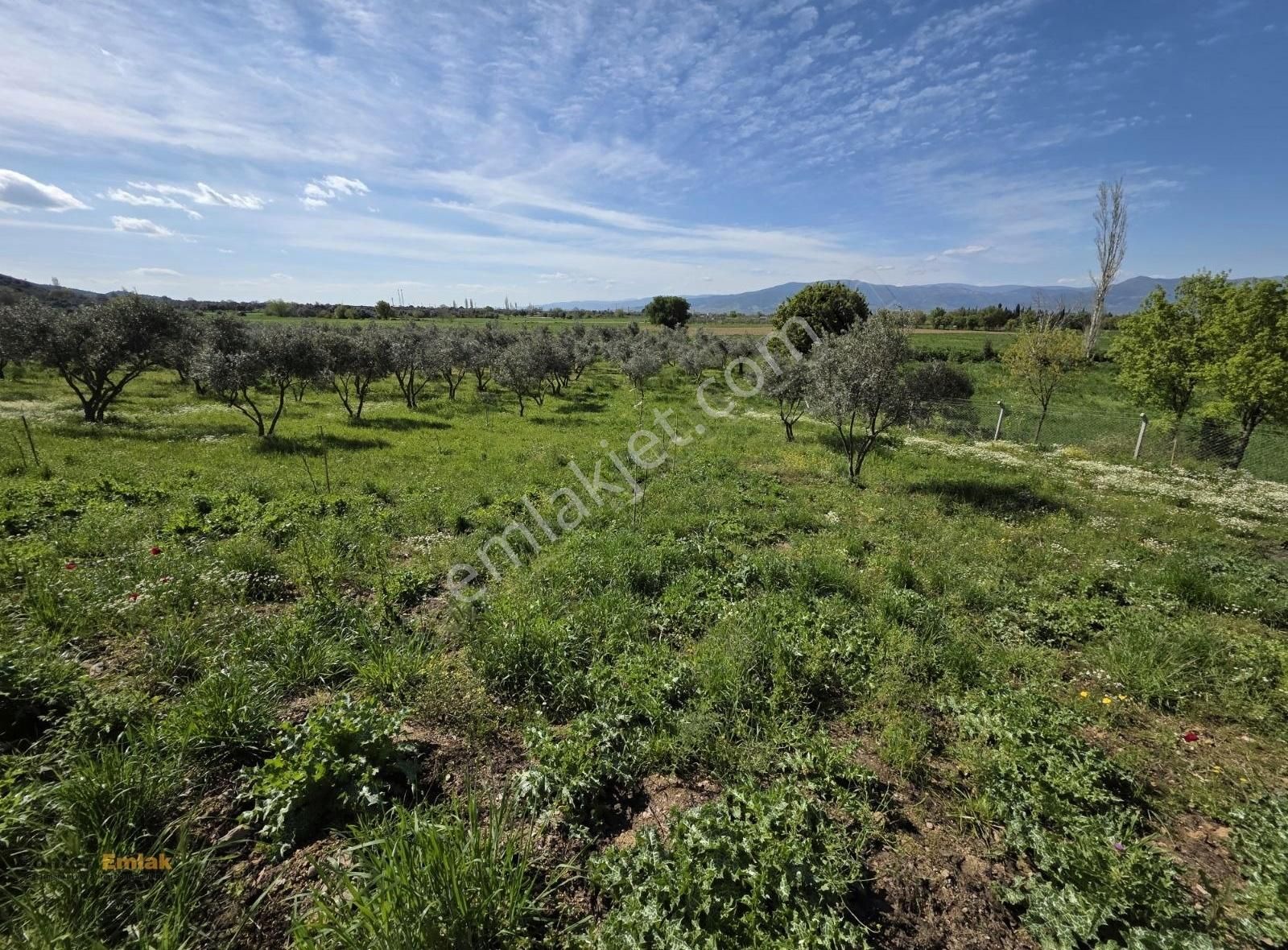 Yönter Emlaktan Kırtepe Köyünde 7.777 M² Zeytin Bahçesi - Görsel 12