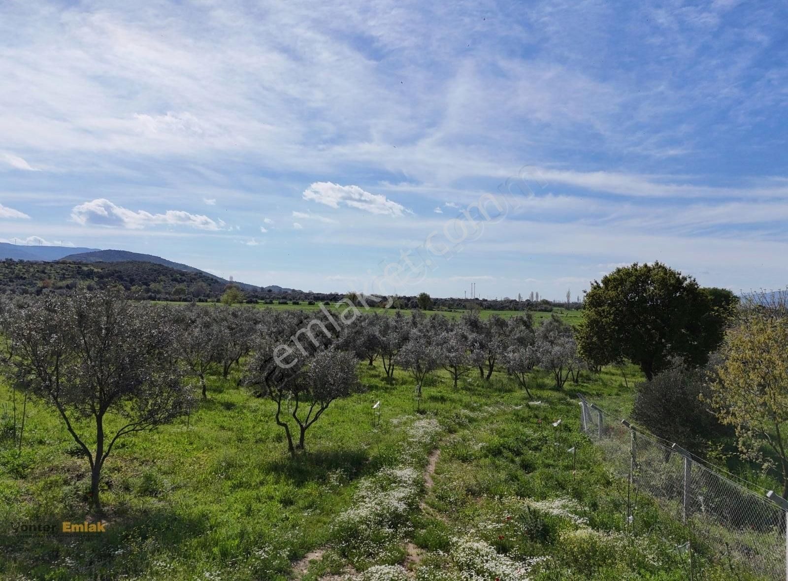 Yönter Emlaktan Kırtepe Köyünde 7.777 M² Zeytin Bahçesi - Görsel 24