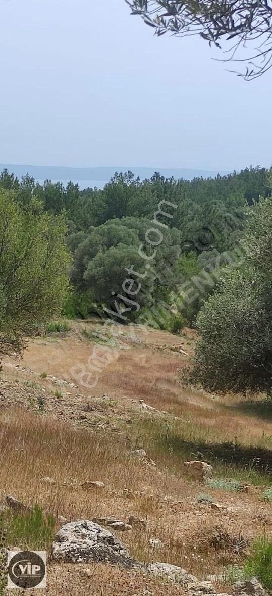 Mordoğan Arko Sitesi Yakını Deniz Manzaralı Tarla