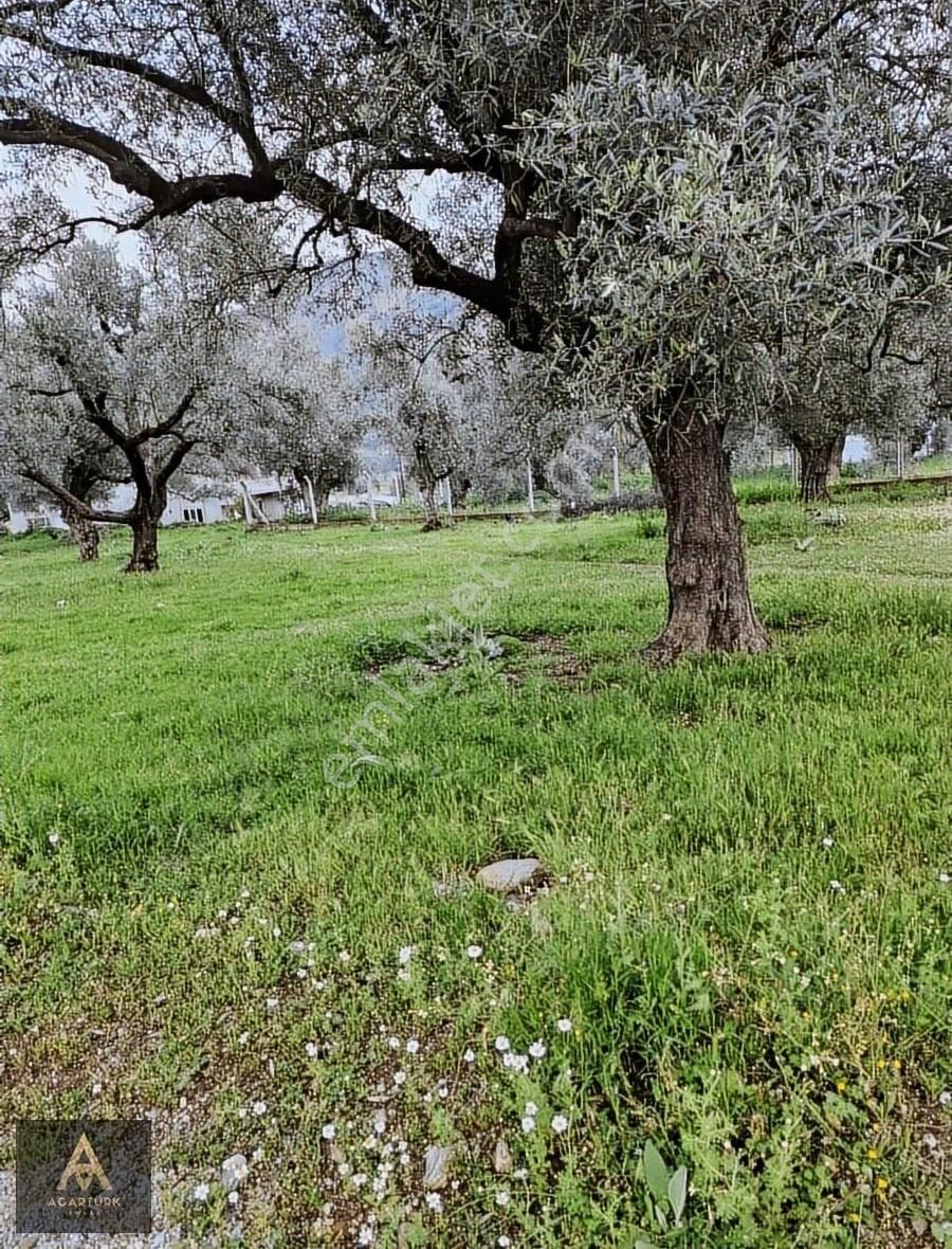Acartürk Emlak'tan; Pınarbaşında,yatırımlık Zeytinlik Satılıktır