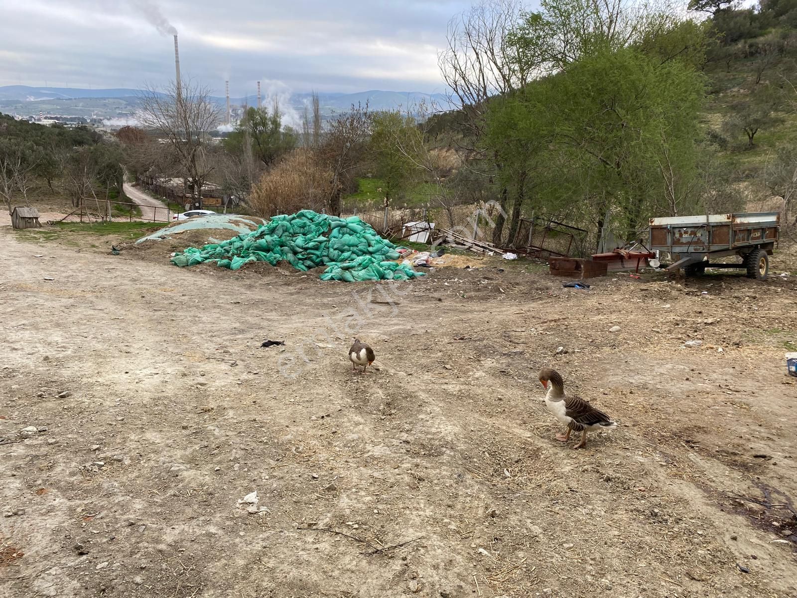 New Gyo 'dan Şehir Merkezine 1 Km Mesafede Satılık Çiftlik - Görsel 29