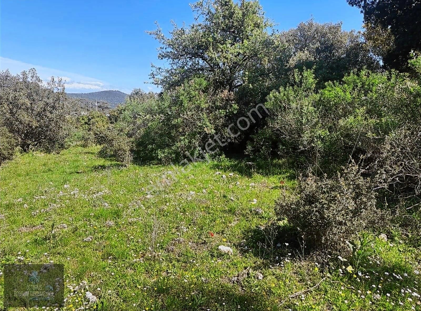 Bodrum Göltürkbükü Ana Yol Yanında 30 Dönüm Satılık Arazi