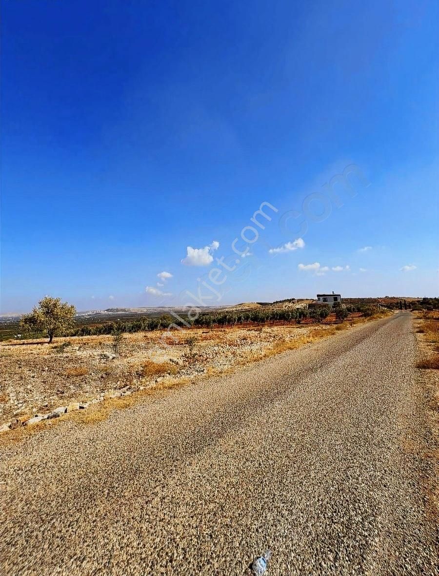Havalimanı Civarında 17.200 Mt Fıstık Zeytin