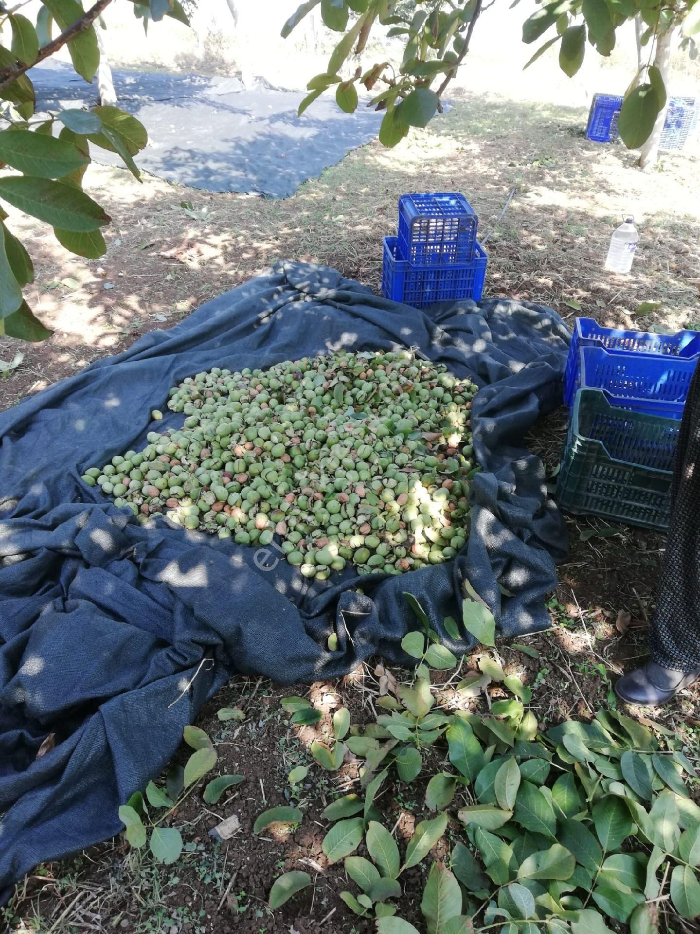 Satılık Balıkesir Bandırma'da 63 Dönüm Ceviz Bahçesi - Görsel 13