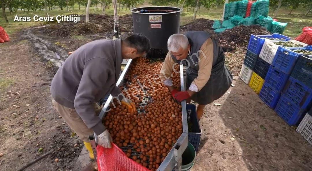Satılık Balıkesir Bandırma'da 63 Dönüm Ceviz Bahçesi - Görsel 9