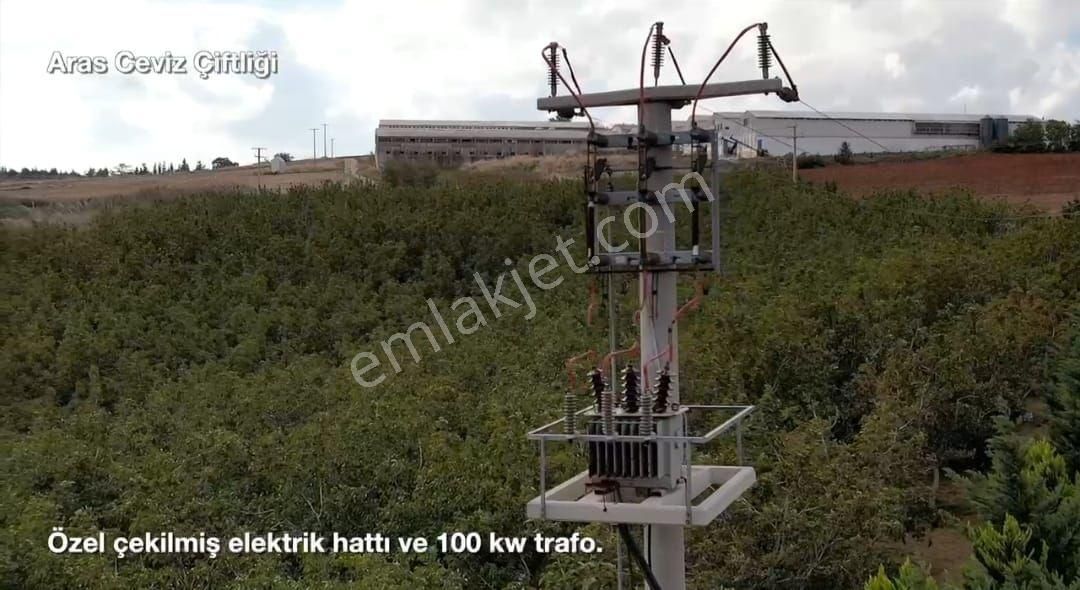 Satılık Balıkesir Bandırma'da 63 Dönüm Ceviz Bahçesi - Görsel 2