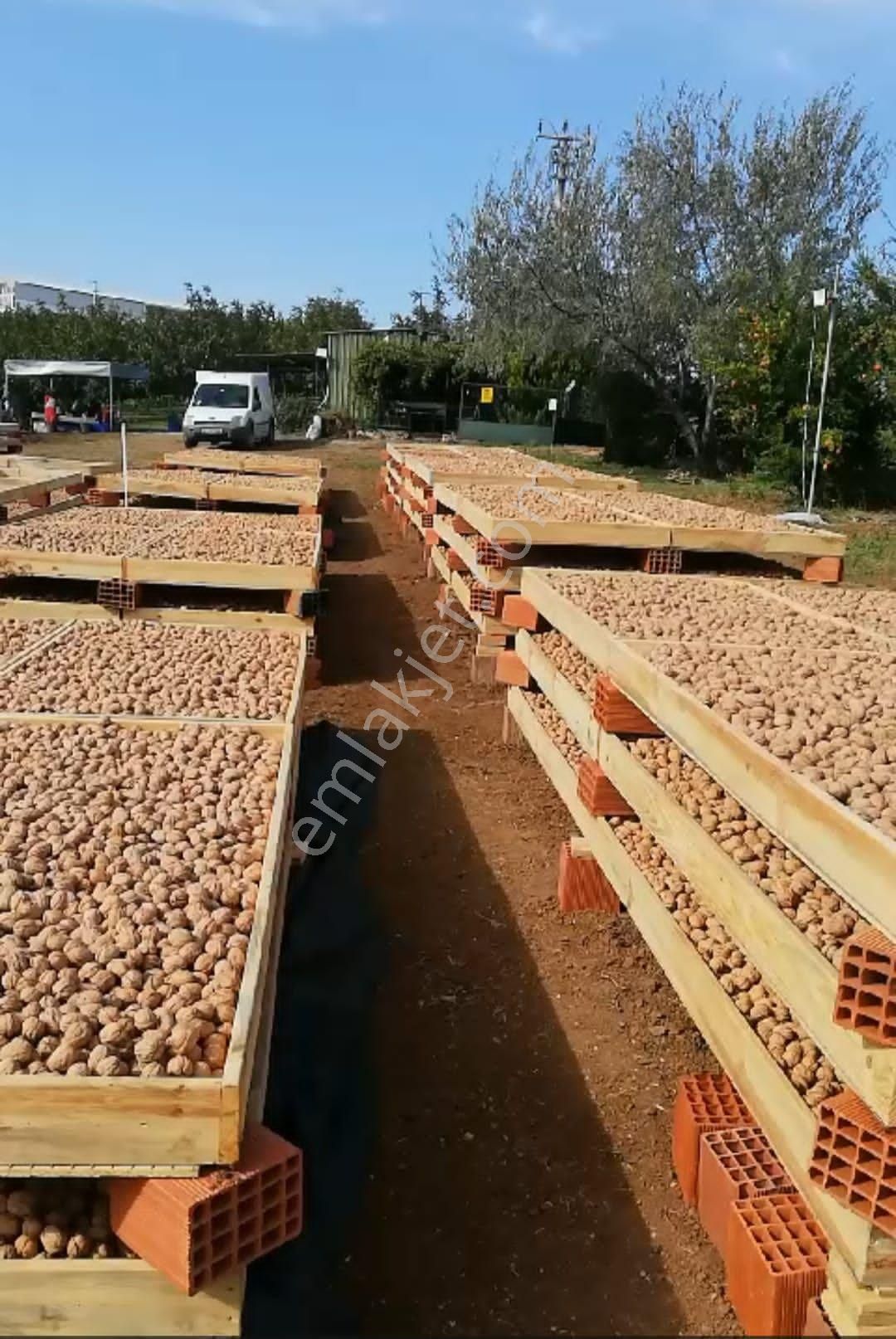 Satılık Balıkesir Bandırma'da 63 Dönüm Ceviz Bahçesi - Görsel 6
