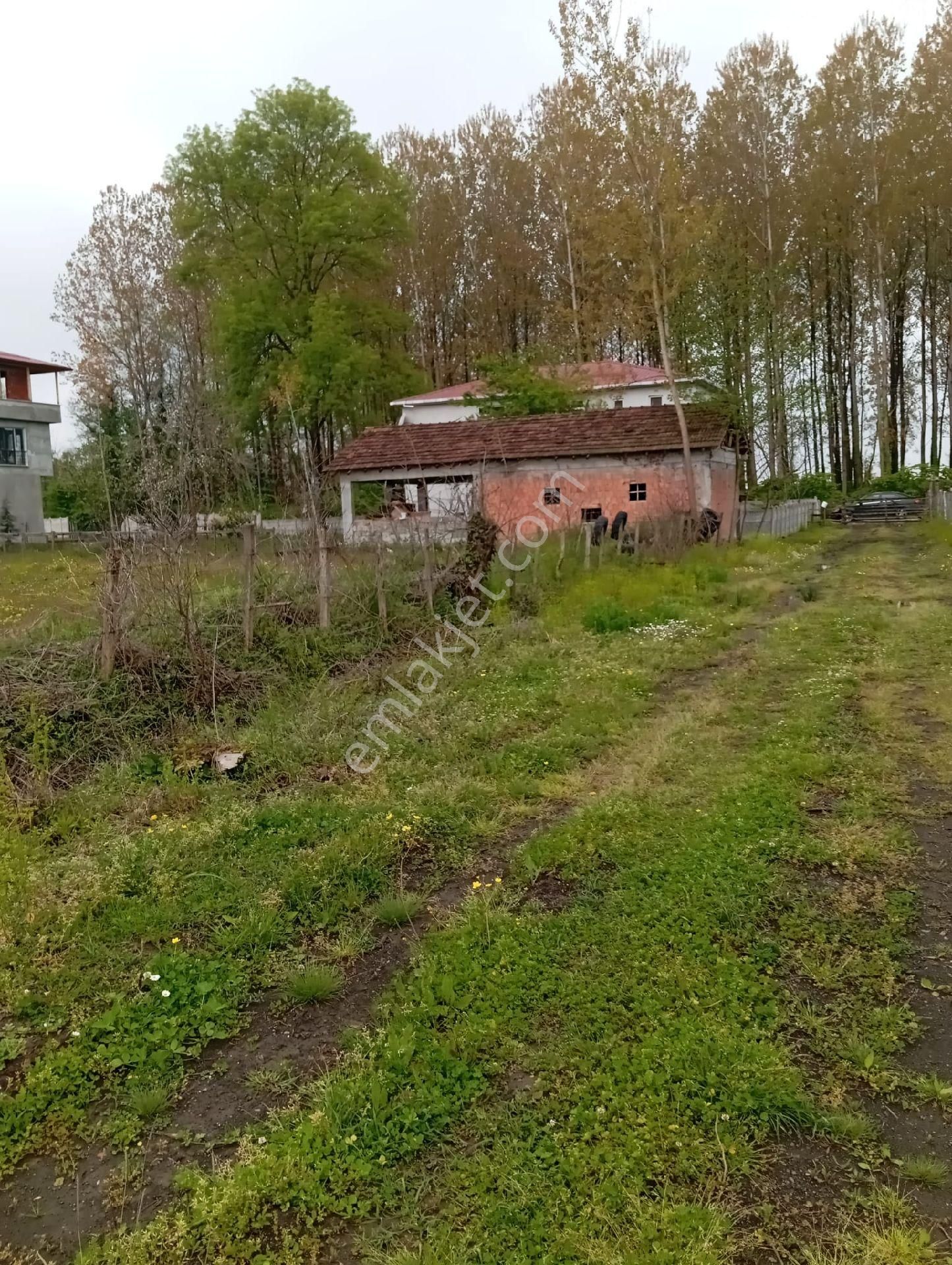 Samsun Terme Sarayköy De Yolu Olan Satılık Fındık Ve Kavaklık - Görsel 7