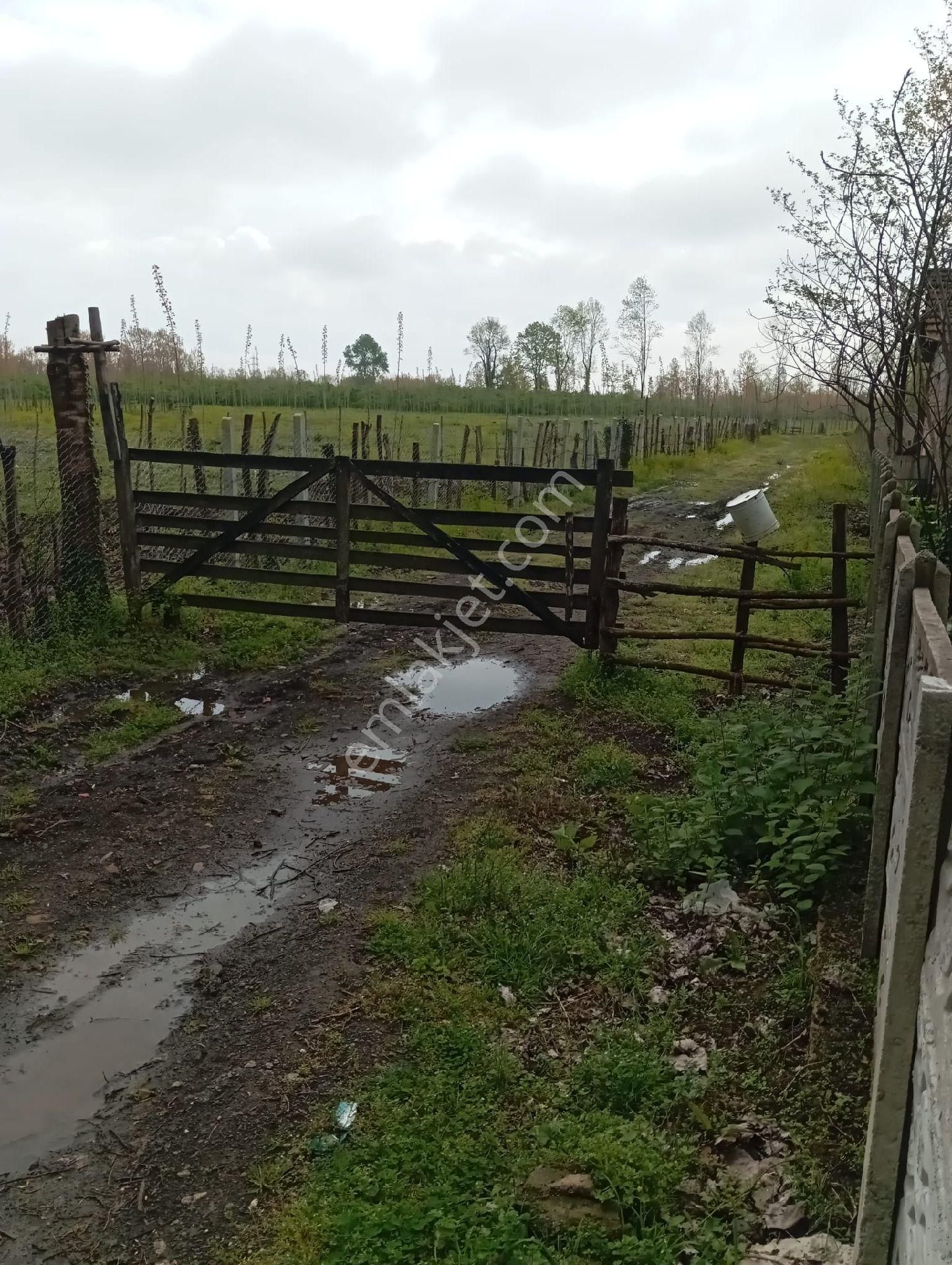 Samsun Terme Sarayköy De Yolu Olan Satılık Fındık Ve Kavaklık - Görsel 10