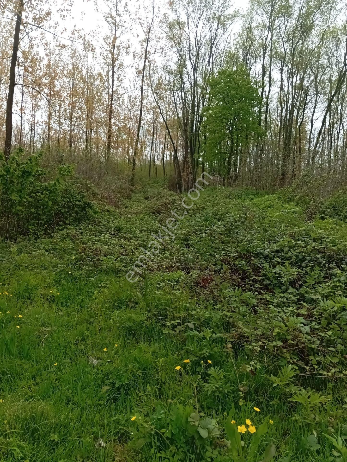 Samsun Terme Sarayköy De Yolu Olan Satılık Fındık Ve Kavaklık - Görsel 12