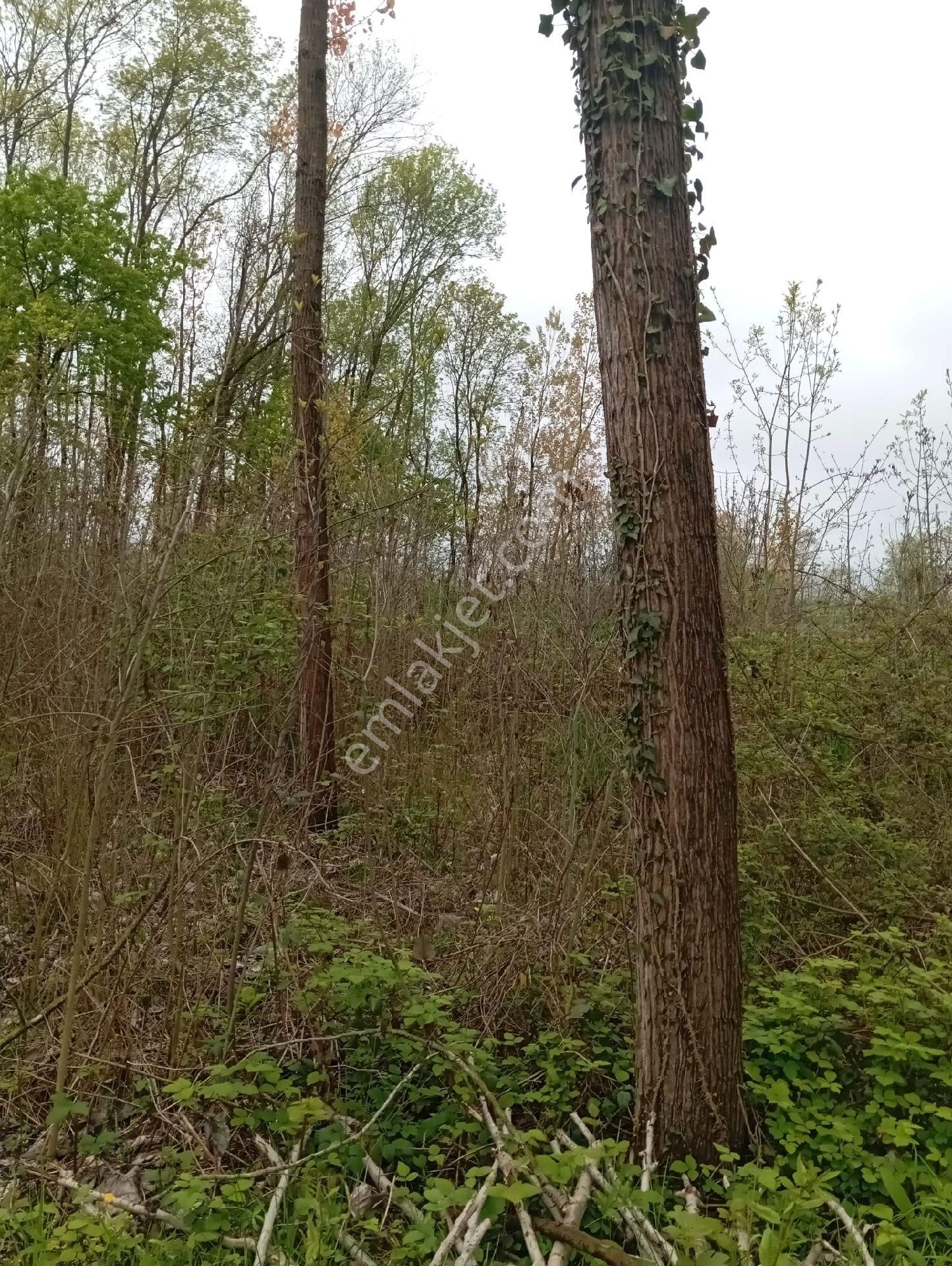 Samsun Terme Sarayköy De Yolu Olan Satılık Fındık Ve Kavaklık - Görsel 2