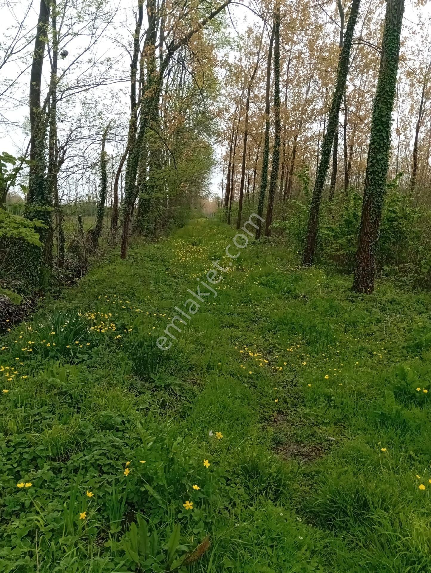 Samsun Terme Sarayköy De Yolu Olan Satılık Fındık Ve Kavaklık - Görsel 13