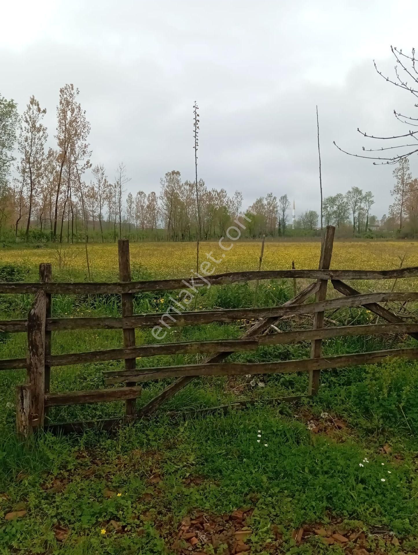Samsun Terme Sarayköy De Yolu Olan Satılık Fındık Ve Kavaklık - Görsel 6