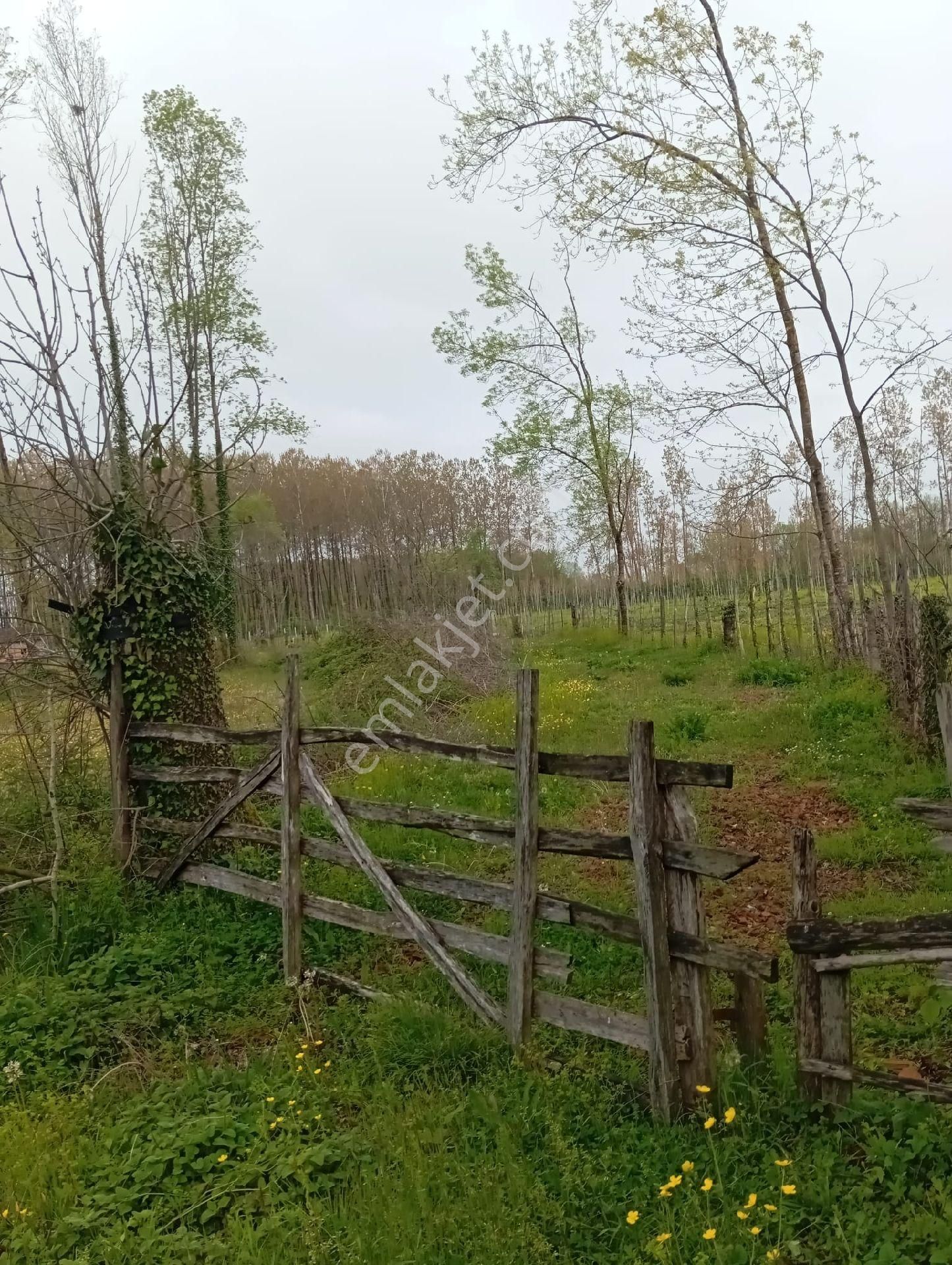 Samsun Terme Sarayköy De Yolu Olan Satılık Fındık Ve Kavaklık - Görsel 3
