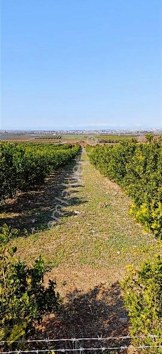 Havraniye'de 33 Dönüm 6 Yaşında W Murcot Bahçesi Yatırıman Uygun