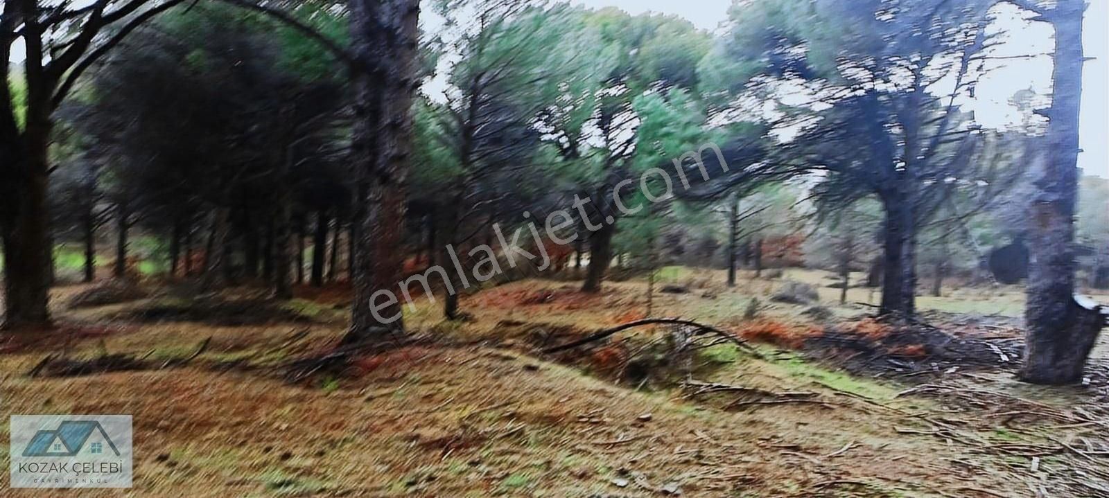 İzmir Bergama Kozak Yaylası 15000m2 Satılık Çamlık Huzurlu Konum - Görsel 14