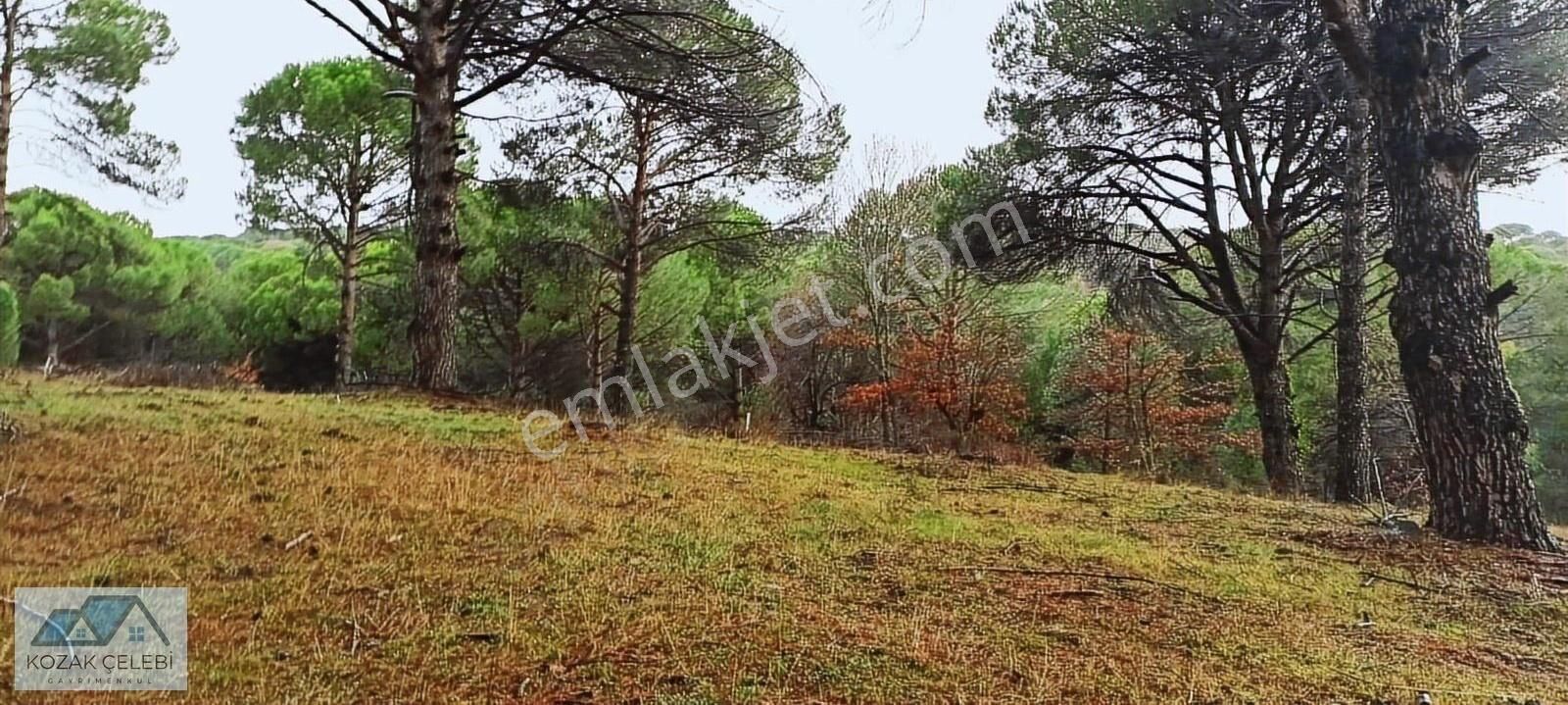 İzmir Bergama Kozak Yaylası 15000m2 Satılık Çamlık Huzurlu Konum - Görsel 7