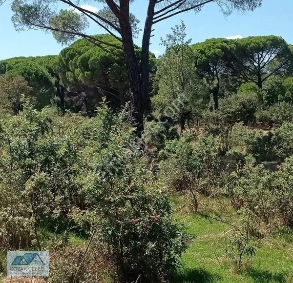 Ayvalık Yoluna 300 Metre Mesafede 15 Dönüm Çamlık+tarla - Görsel 8