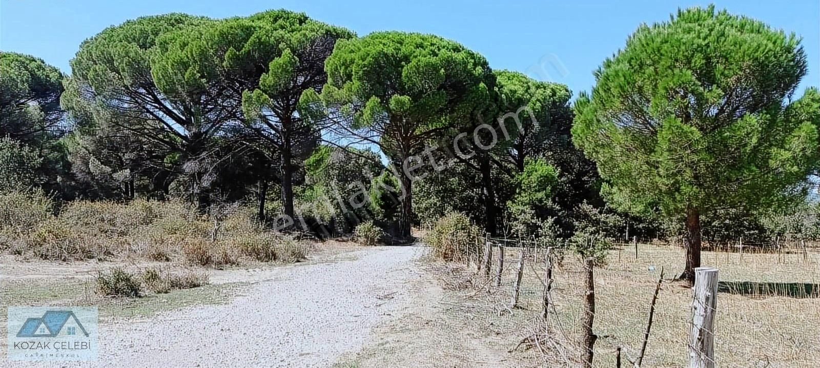 Ayvalık Yoluna 300 Metre Mesafede 15 Dönüm Çamlık+tarla - Görsel 14