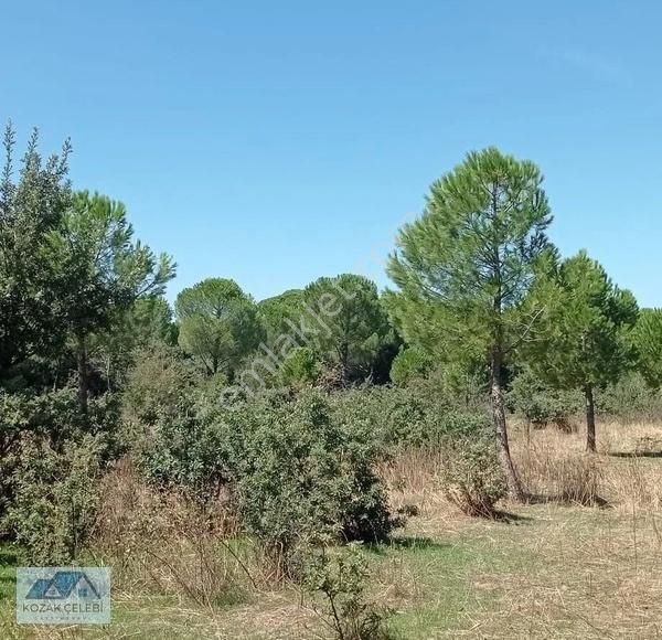 Ayvalık Yoluna 300 Metre Mesafede 15 Dönüm Çamlık+tarla - Görsel 4