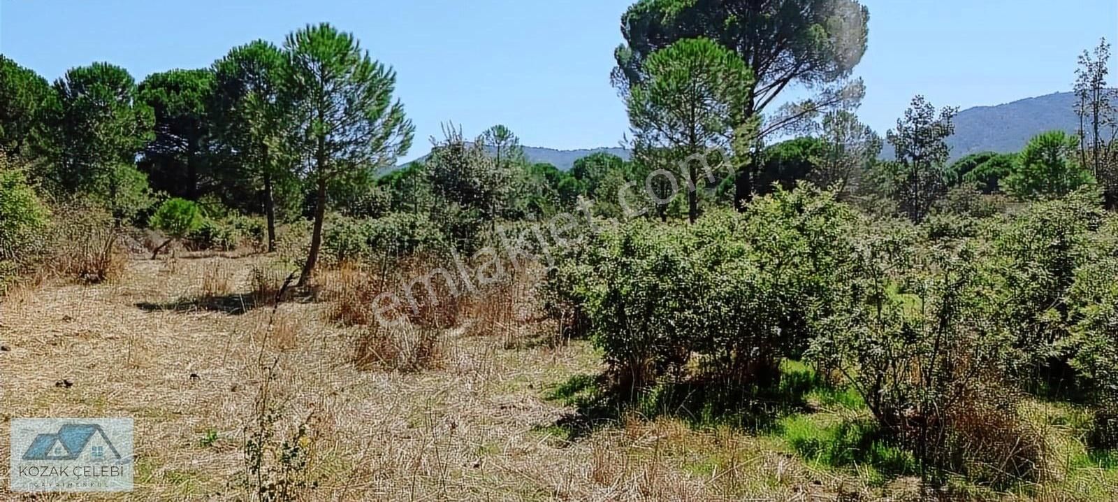 Ayvalık Yoluna 300 Metre Mesafede 15 Dönüm Çamlık+tarla