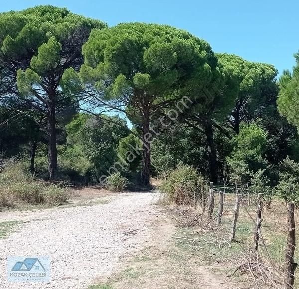 Ayvalık Yoluna 300 Metre Mesafede 15 Dönüm Çamlık+tarla - Görsel 5