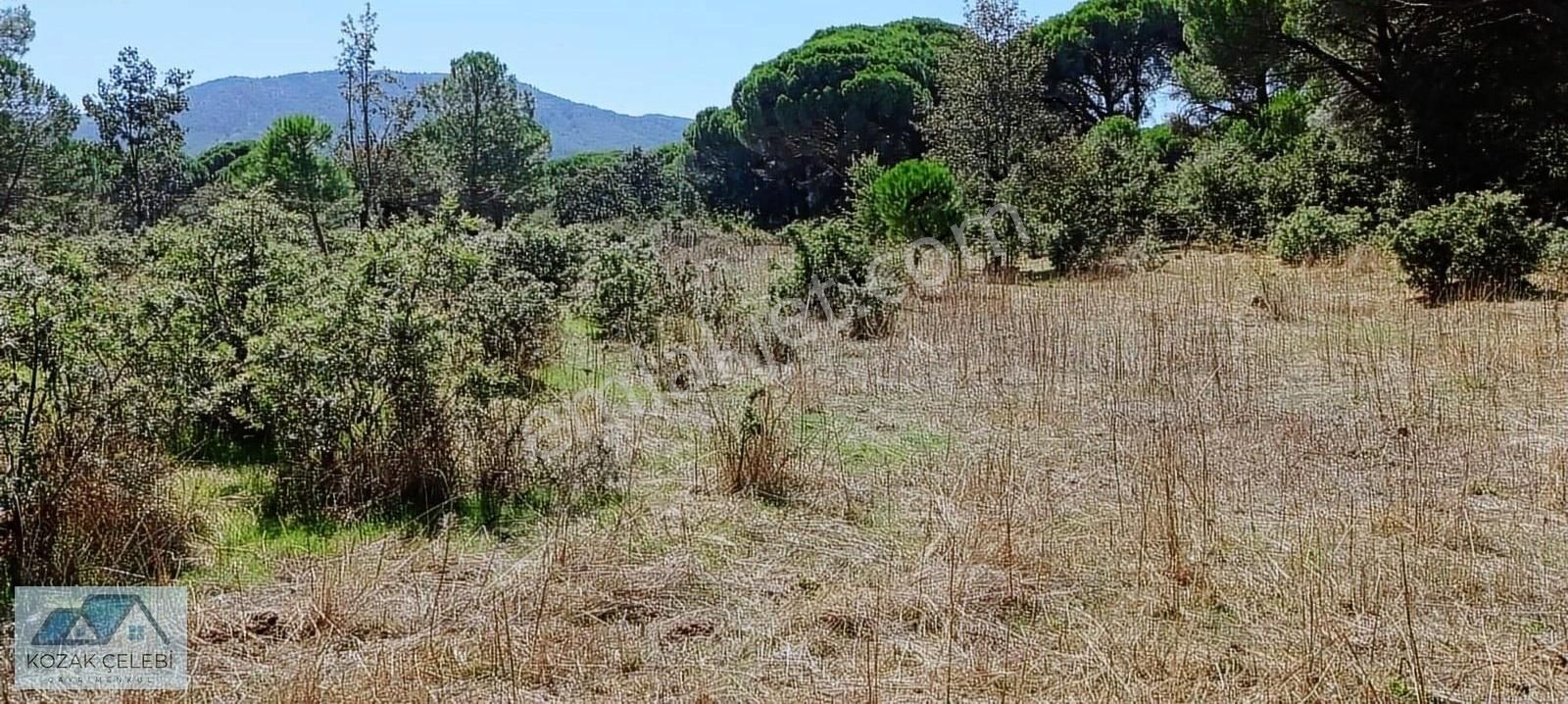 Ayvalık Yoluna 300 Metre Mesafede 15 Dönüm Çamlık+tarla - Görsel 9
