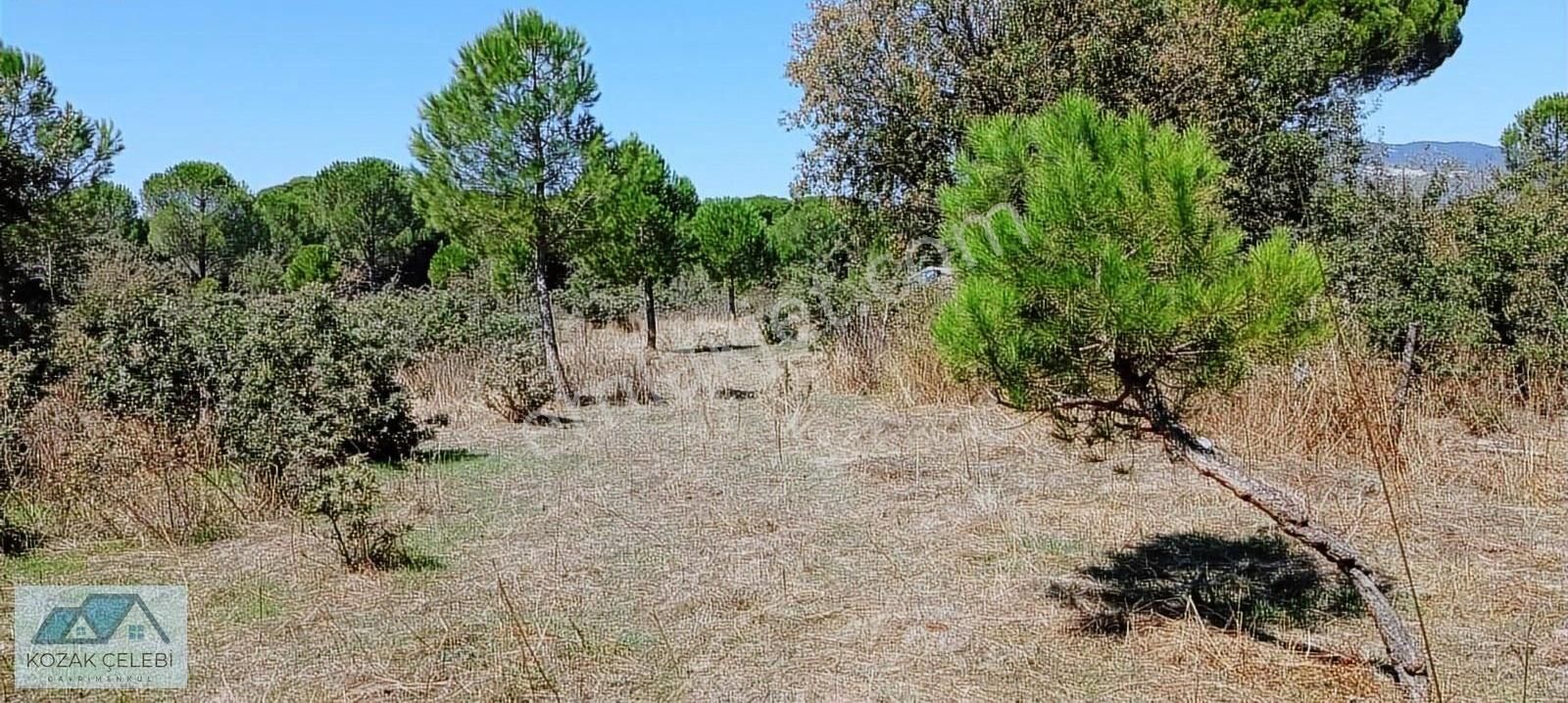 Ayvalık Yoluna 300 Metre Mesafede 15 Dönüm Çamlık+tarla - Görsel 3
