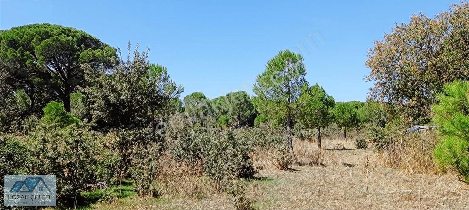Ayvalık Yoluna 300 Metre Mesafede 15 Dönüm Çamlık+tarla - Görsel 15