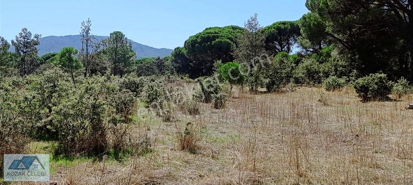 Ayvalık Yoluna 300 Metre Mesafede 15 Dönüm Çamlık+tarla - Görsel 16