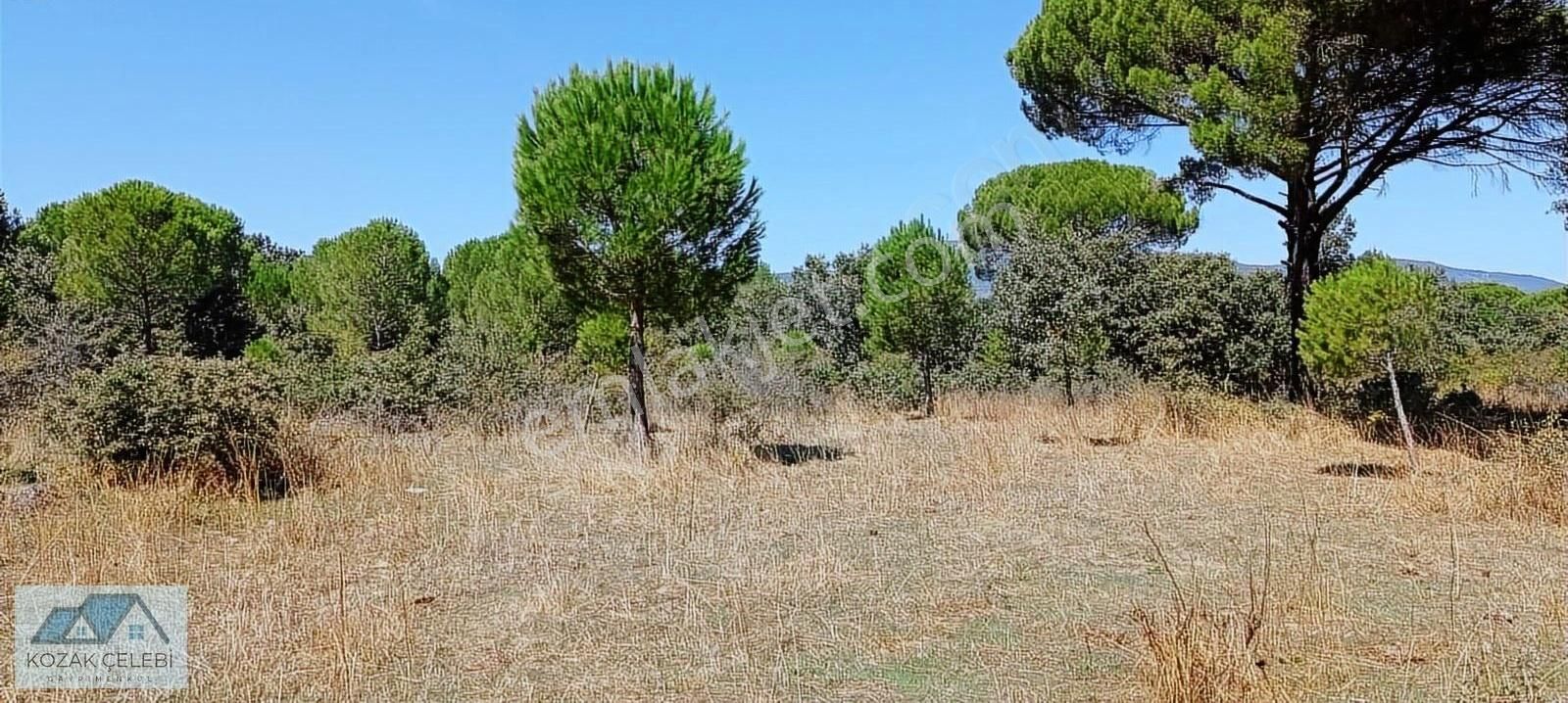 Ayvalık Yoluna 300 Metre Mesafede 15 Dönüm Çamlık+tarla - Görsel 19