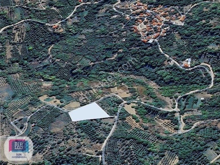 Dialog Sun Satılık İnegöl Paşaören 5.411m² Meyve Bahçesi