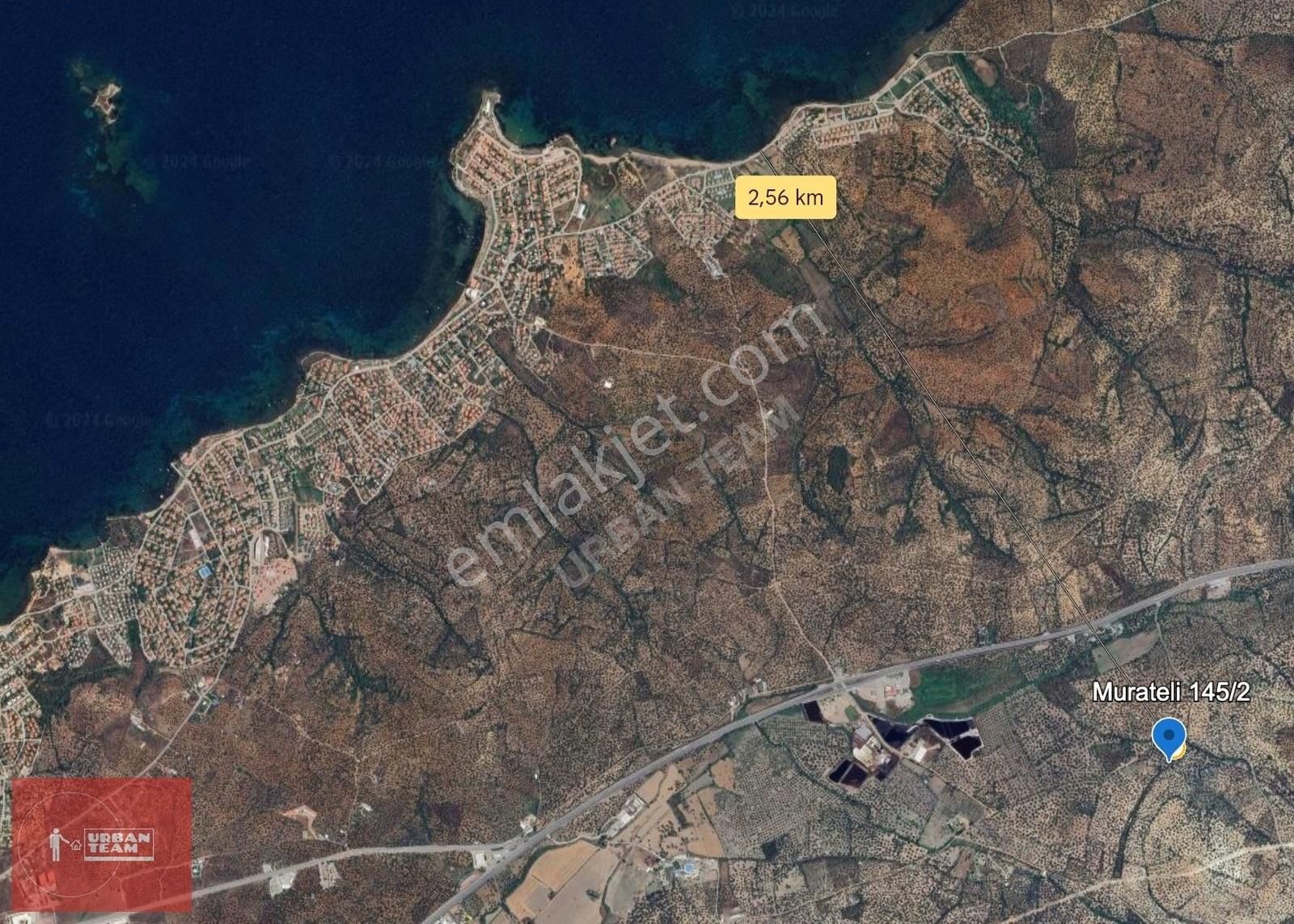 Ayvalık Murateli Yerleşime Yakın Tarihi 8145m2 Zeytinlik - Görsel 2