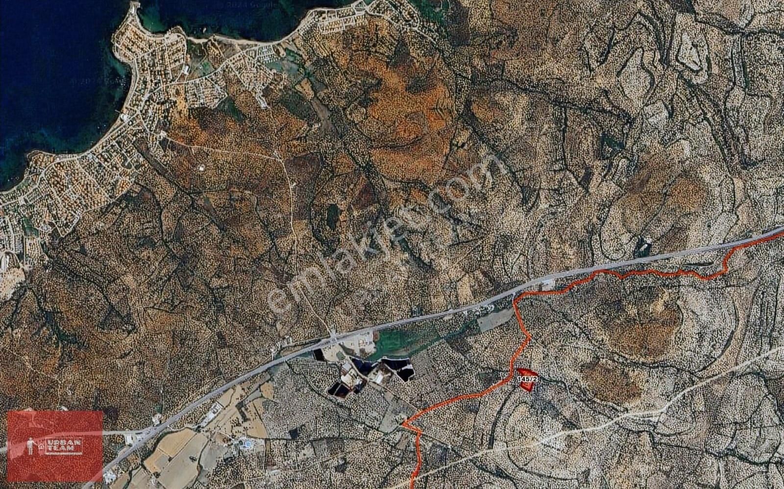 Ayvalık Murateli Yerleşime Yakın Tarihi 8145m2 Zeytinlik - Görsel 7