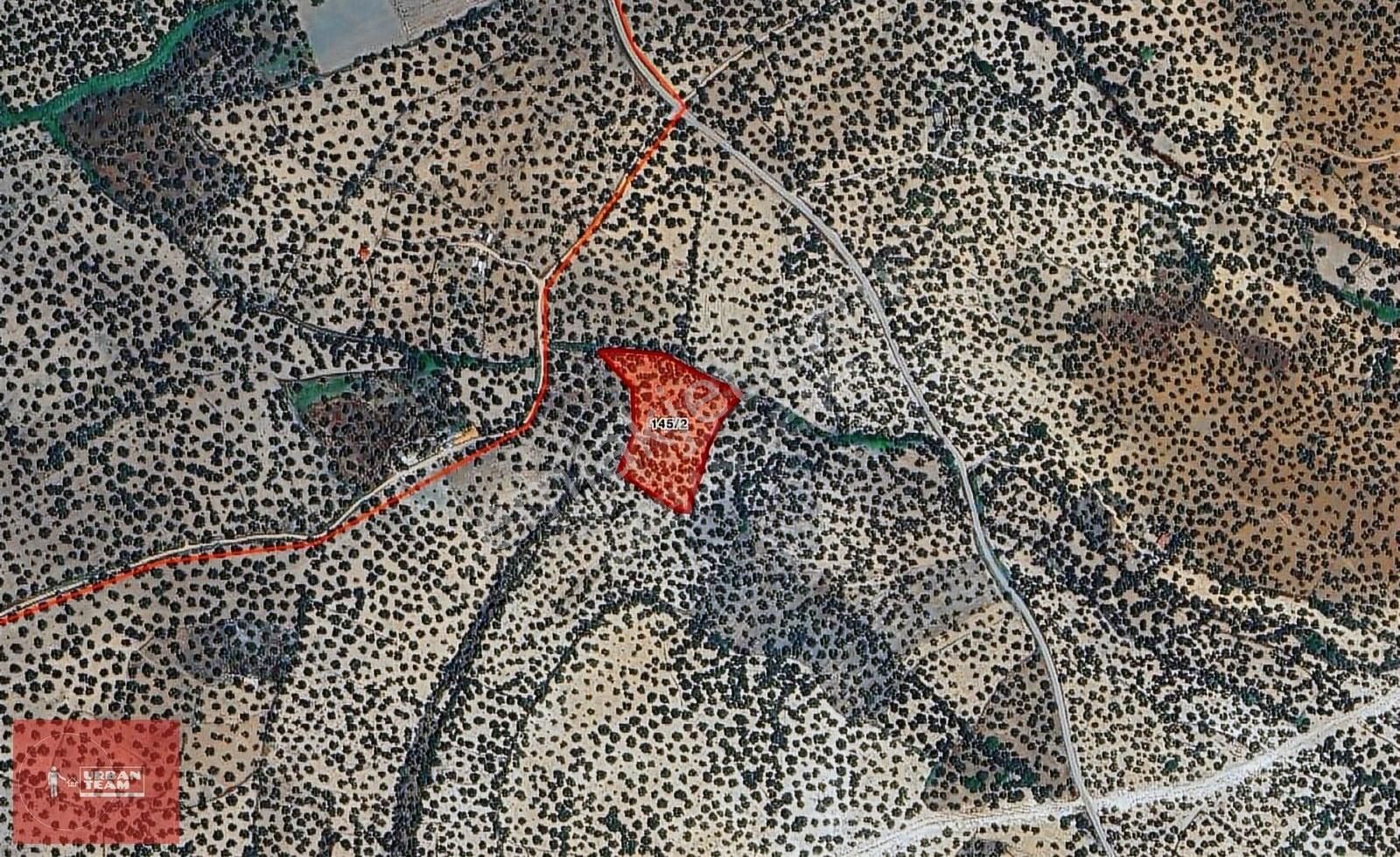 Ayvalık Murateli Yerleşime Yakın Tarihi 8145m2 Zeytinlik - Görsel 8