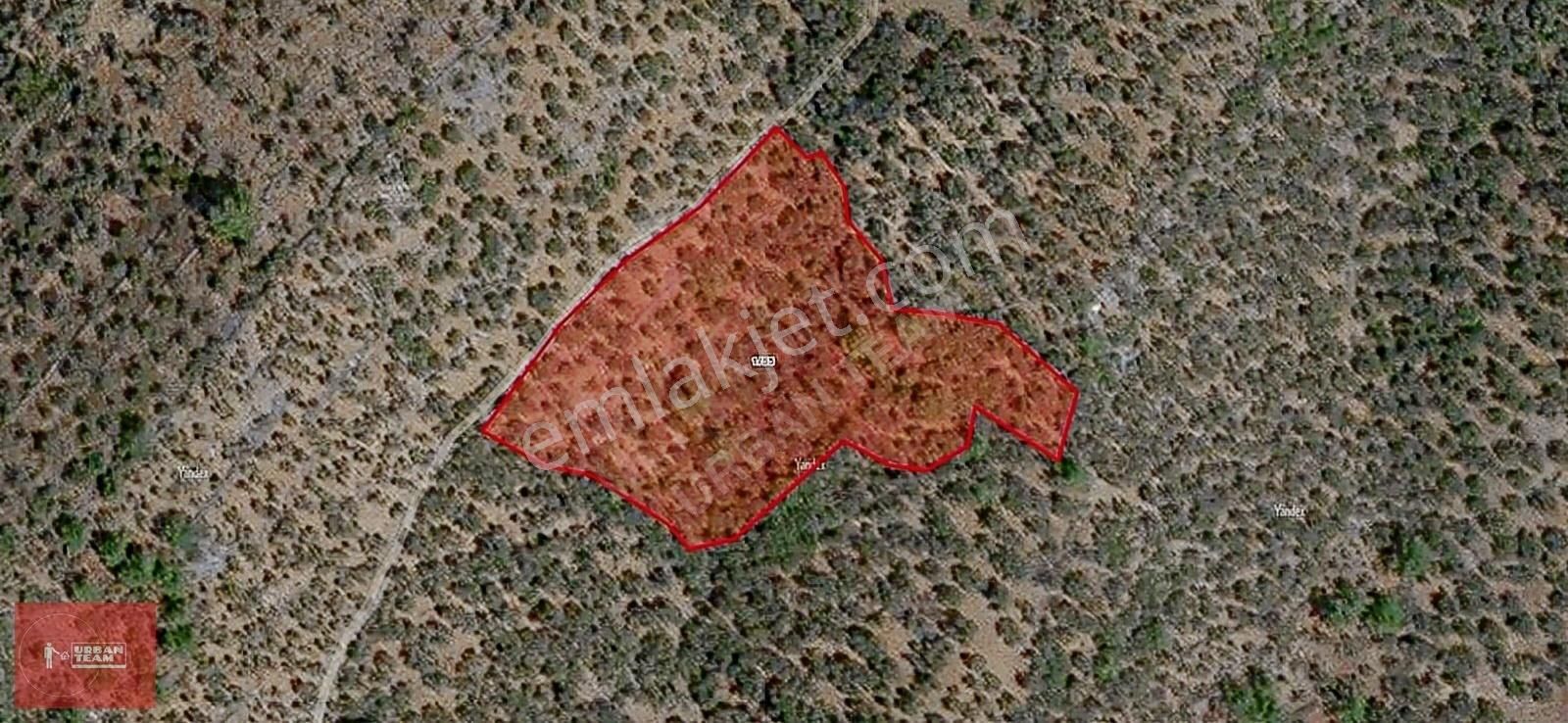 Edremit İmara Komşu Kadastral Yola Cepheli 6202m2 Zeytinlik - Görsel 5