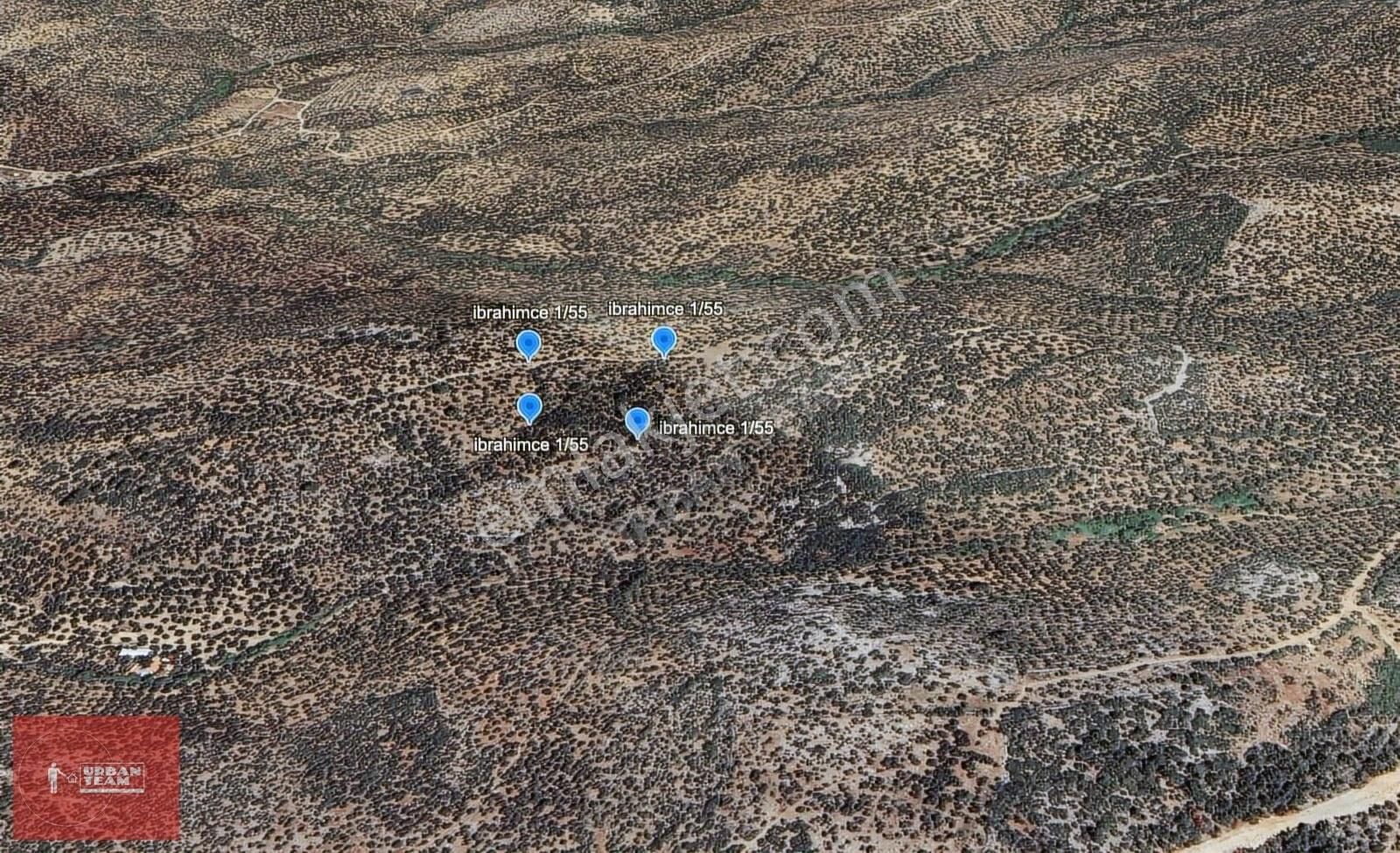 Edremit İmara Komşu Kadastral Yola Cepheli 6202m2 Zeytinlik - Görsel 3