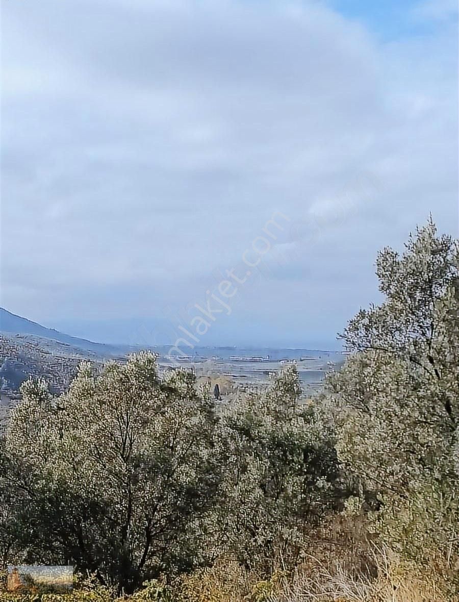 Adliye De 5315m2 Yerleşime 1600m 160 Zeytin