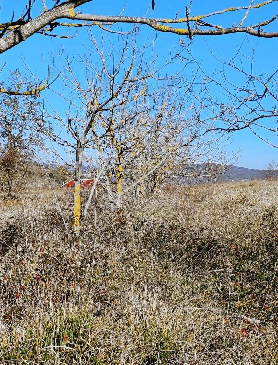 Akyüz Gayrimenkul'den Kandıra Kubuzcu'da 8.073 M2 Fındıklık