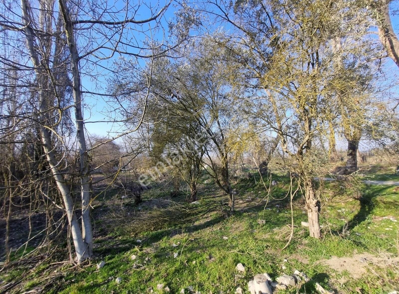 Geyve Kozan Mahallesinde 448 M² Bahçe - Görsel 14
