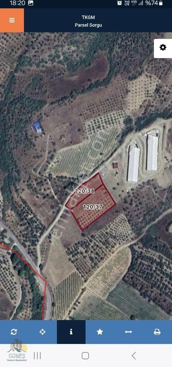 Sakarya Pamukova Şeyhvarmaz Üzüm Ve Zeytinlik
