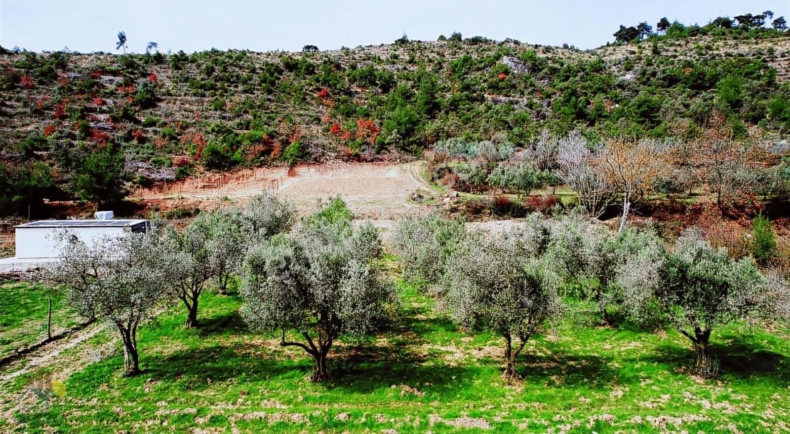 Pamukova Ahiler Mahallesinde Satılık Zeytin Bahçesi