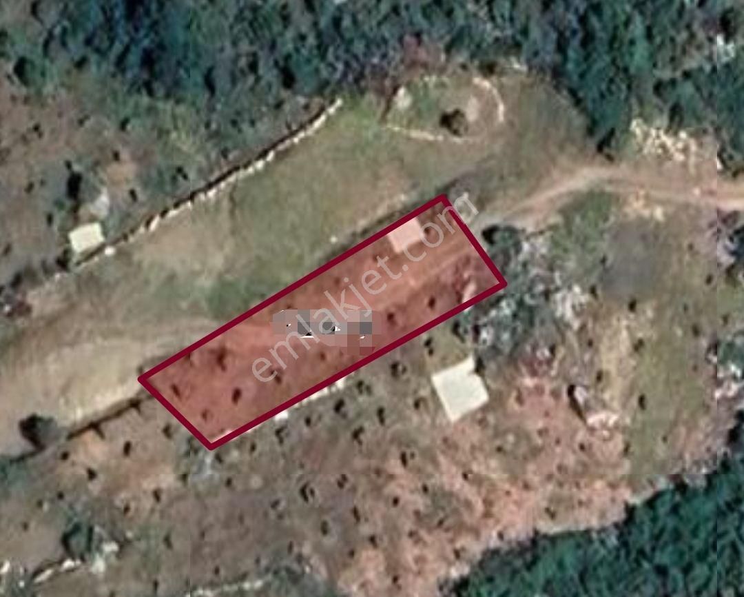 Dalaman Bozbel'de 450 M2 Satılık Tek Tapu Tarla