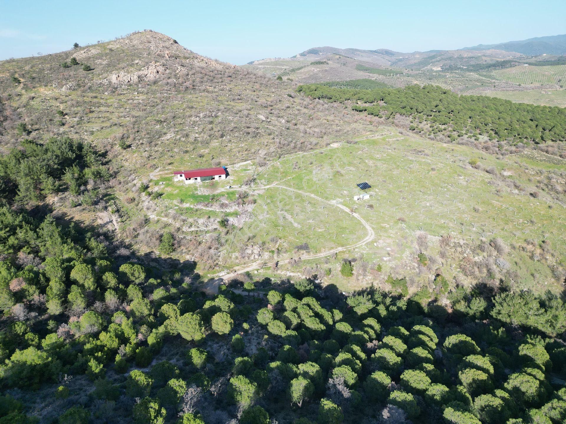Ayvalık'ta Çiftlik Yapımına Uygun 36.760 M² Ceviz Bahçesi