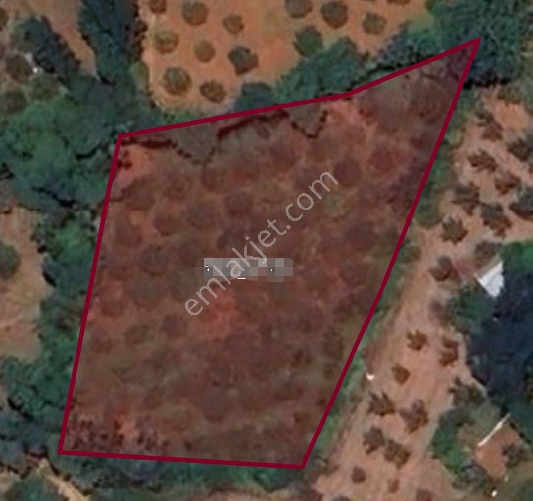 Köyceğiz Beyobasında 2.750 M2 Satılık Bahçe